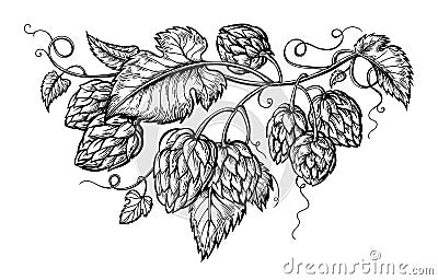 Hand drawing of a branch of hops. Vector Illustration