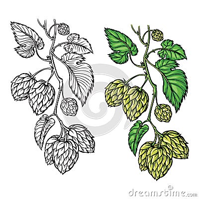 Hand drawing of a branch of hops. Vector Illustration