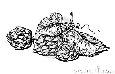 Hand drawing of a branch of hops. Vector Illustration