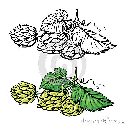 Hand drawing of a branch of hops. Vector Illustration