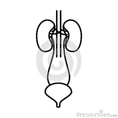 Hand drawing contour renal system with urethra Vector Illustration