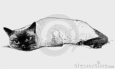 Hand drawing of cute sleepy lying purebred domestic siamese cat Vector Illustration