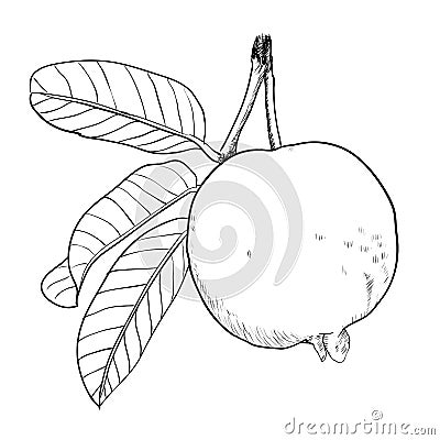 Hand drawing Guava with leaf-Vector drawn Illustration Vector Illustration