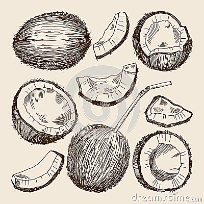 Hand drawing illustrations of different sides of coconut. Vector pictures isolate Vector Illustration