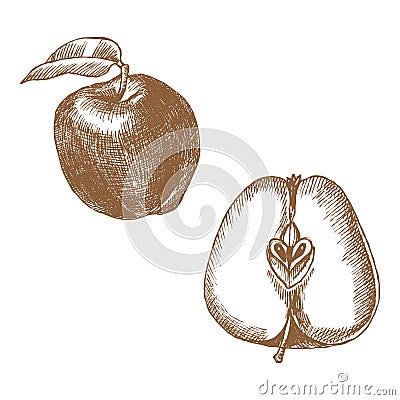 Hand drawing ink monochrome apple illustration. Cartoon Illustration