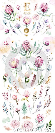 Hand drawing isolated watercolor floral illustration with protea rose, leaves, branches and flowers. Bohemian gold Cartoon Illustration