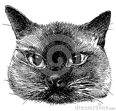 Hand drawing of portrait cute purebred domestic siamese cat Vector Illustration