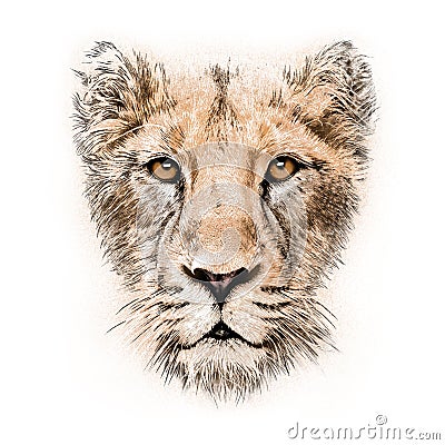 Hand-drawing portrait of a lioness Stock Photo
