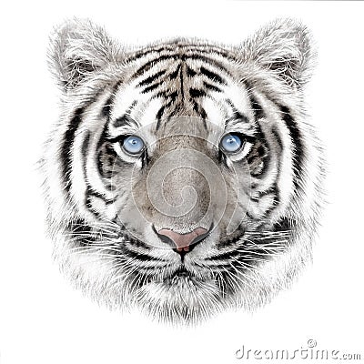 Hand-drawing portrait of a white bengal tiger Stock Photo