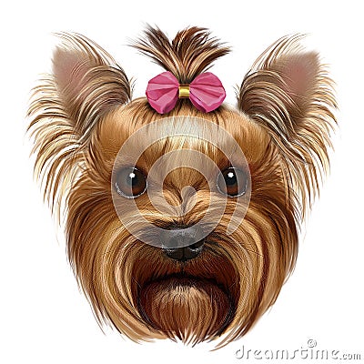 Yorkshire Terrier with pink bow Stock Photo