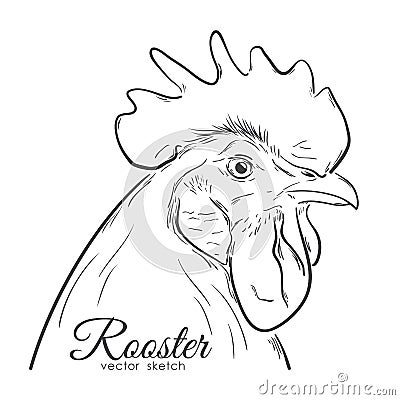 Hand drawing profile of isolated on white background. Line design. Rooster sketch. Vector Illustration