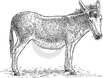 Hand drawing of a sad standing donkey Vector Illustration