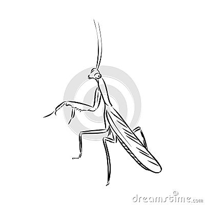 Hand drawing, sketch, mantis on a white background Vector Illustration