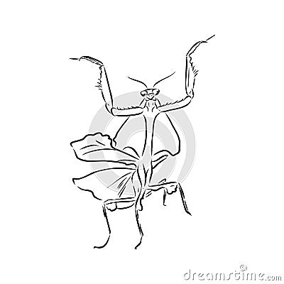 Hand drawing, sketch, mantis on a white background Vector Illustration