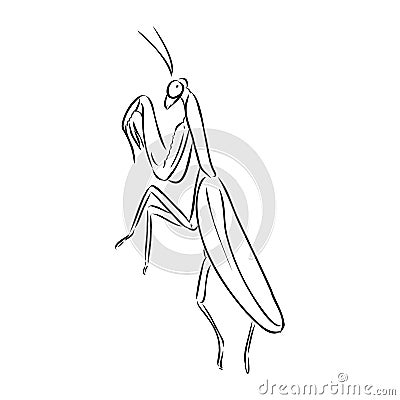 Hand drawing, sketch, mantis on a white background Vector Illustration