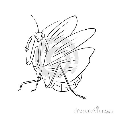 Hand drawing, sketch, mantis on a white background Vector Illustration