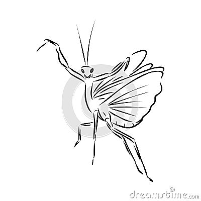 Hand drawing, sketch, mantis on a white background Vector Illustration