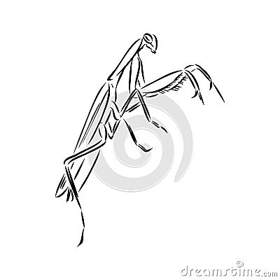 Hand drawing, sketch, mantis on a white background Vector Illustration