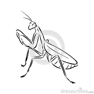 Hand drawing, sketch, mantis on a white background Vector Illustration