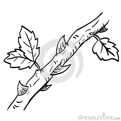 Hand drawn a branch with leaf and thorn-Vector Illustration Vector Illustration