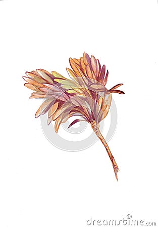 Watercolor botanical illustration of autumn tree branche. Cartoon Illustration