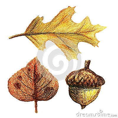 Hand-drawing watercolor pencils on paper - beautiful red and yellow autumn leaves. Cartoon Illustration