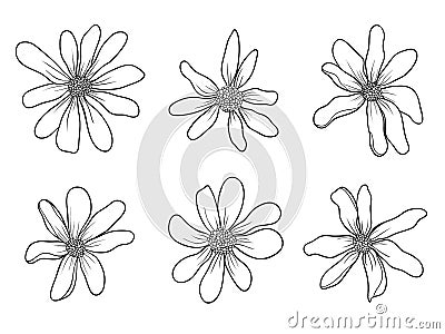 Hand drawing wildflowers on white background. Daisies in sketch style. Springtime vector flowers Vector Illustration