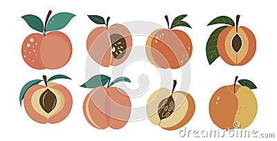 Hand drawn abstract peach fruits vector set. Vector Illustration
