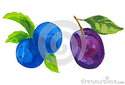 Hand drawn acrylic painting on white background. illustration of fruit plum gouache Cartoon Illustration