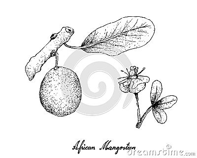 Hand Drawn of African Mangosteen on White Background Vector Illustration