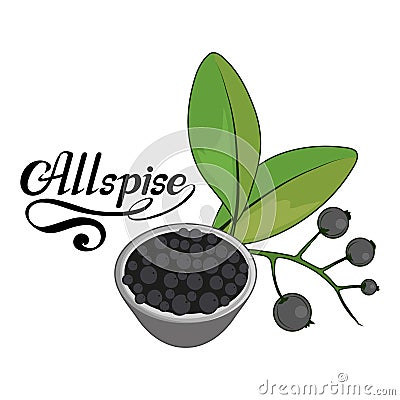 Hand drawn allspice, spicy ingredient, allspice logo, healthy organic food, spice allspice isolated on white background, culinary Vector Illustration