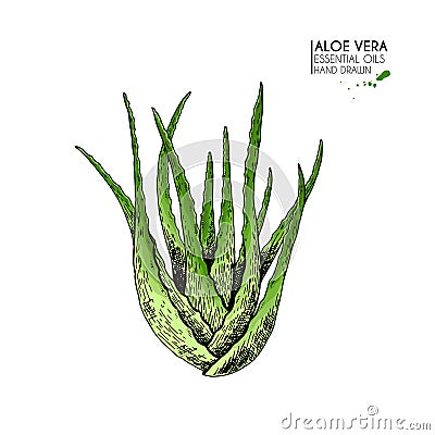 Hand drawn aloe vera bunch. Engraved colored vector illustration. Medical, cosmetic plant. Moisturizing serum Vector Illustration