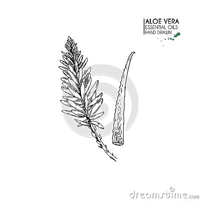 Hand drawn aloe vera flower. Engraved vector illustration. Medical, cosmetic plant. Moisturizing serum, healthcare. Good Vector Illustration