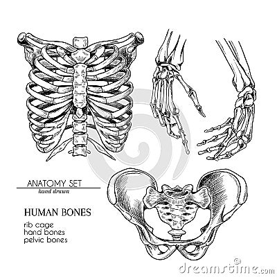 Hand drawn anatomy set. Vector human body parts, bones. Hands, rib cage or ches, pelvic bones. Vintage medicinal Vector Illustration