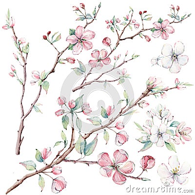 Hand drawn apple tree branches and flowers, blooming tree. Stock Photo