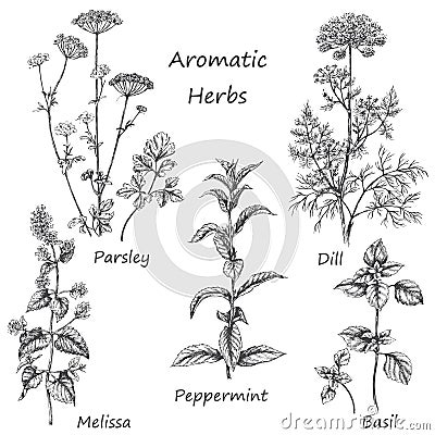 Hand drawn aromatic herbs. Vector Illustration