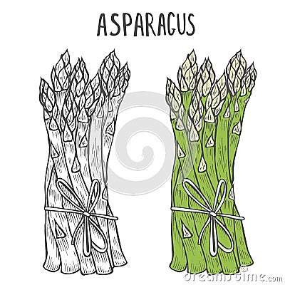 Hand drawn asparagus. Vector Illustration