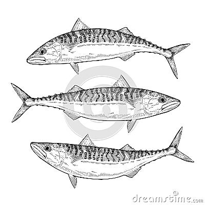 Hand drawn Atlantic Mackerel Vector Illustration