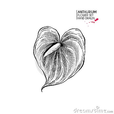 Hand drawn autumn flowers. Anthurium flower.Vintage engraved art. Botanical illustration. Good for flower shop Vector Illustration