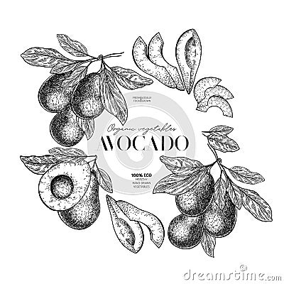 Hand drawn avocado. Vector engraved illustration. Whole, slices and branches of vegetable. Food healthy ingredient. For cooking, Vector Illustration