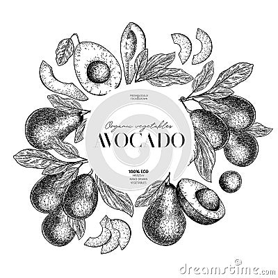 Hand drawn avocado. Vector engraved illustration. Whole, slices and branches of vegetable. Food healthy ingredient. For Vector Illustration