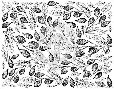 Hand Drawn Background of Fresh Chebulic Myrobalans on A Branch Stock Photo