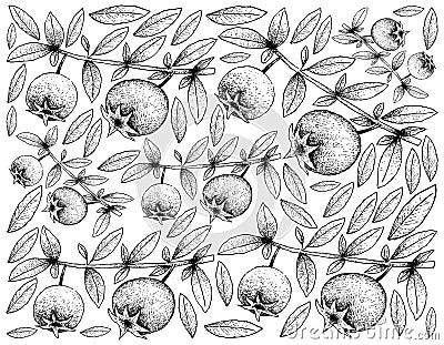 Hand Drawn Background of Fresh Chilean Guava Fruits Vector Illustration
