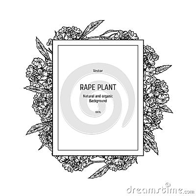 Hand drawn background with rape plant. Vintage vector sketch Vector Illustration