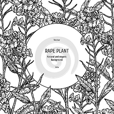 Hand drawn background with rape plant. Vintage vector sketch Vector Illustration