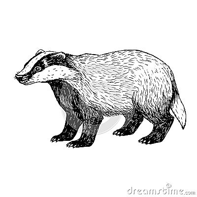 Hand drawn badger. Vintage style. Vector Illustration