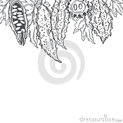 Hand drawn Momordica. Vector background Vector Illustration