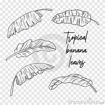 Hand drawn banana tropical leaves on a transparent background. Exotic jungle. A great set for creating personal brushes, tropical Stock Photo