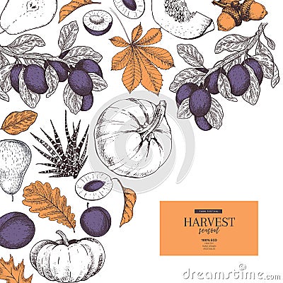 Hand drawn banner of autumn harvest fruits, vegetables. Vector vintage engraved style. Pumpkin, plum, oak, mapple Vector Illustration