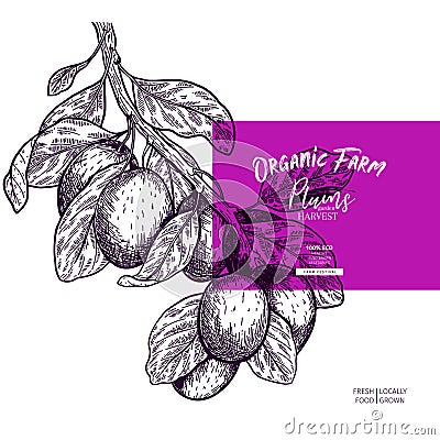 Hand drawn banner of plums. Summer colored harvest. Vector vintage engraved style. Autumn garden fruits and berries Vector Illustration